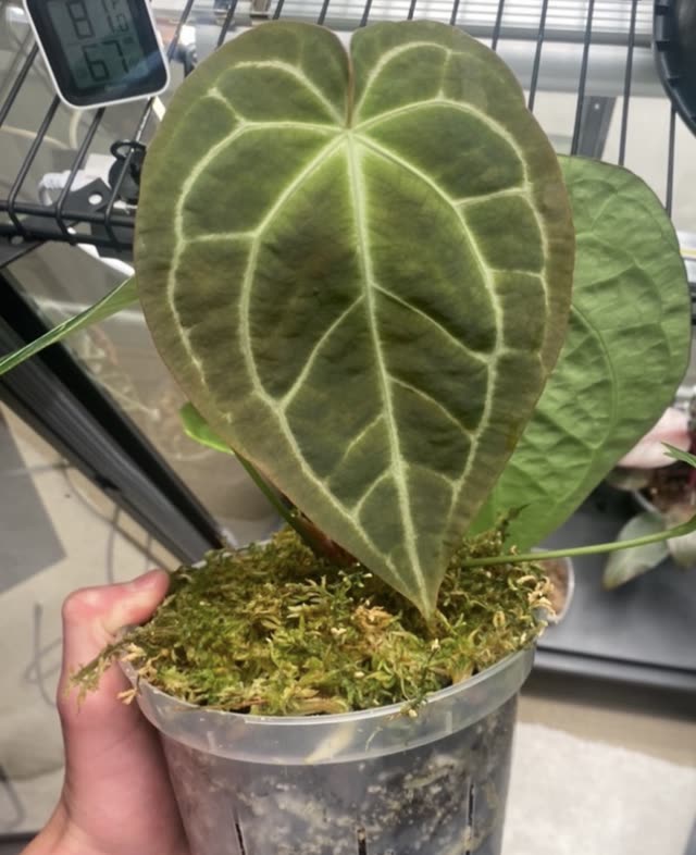 A heart-shaped Anthurium leaf with pale silver veins, held up in its moss-topped pot in front of a plant rack and a hygrometer