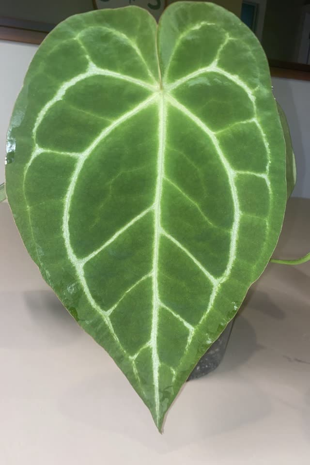 A large heart-shaped Anthurium leaf with bright silver veins, one of the plants Evan grows