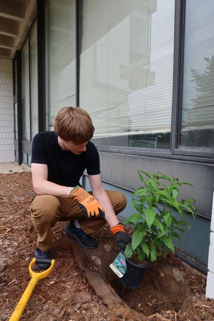 Candid of Evan crouched in a mulch bed outside a building, wearing gardening gloves and planting a potted perennial next to a shovel