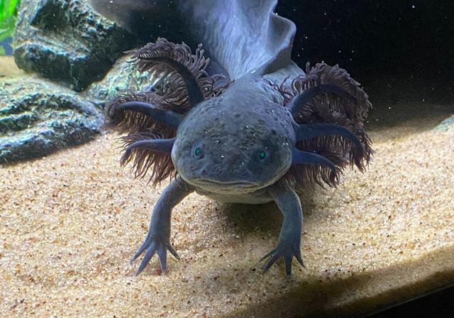 Sharp close-up of a dark axolotl with feathery external gills facing the camera on sandy aquarium substrate