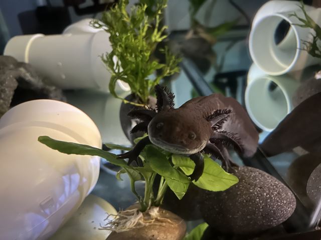 Close-up of the axolotl (Tenen) facing the camera, feathery gills spread, perched over a bright green aquarium plant; sharp and charming portrait of the pet