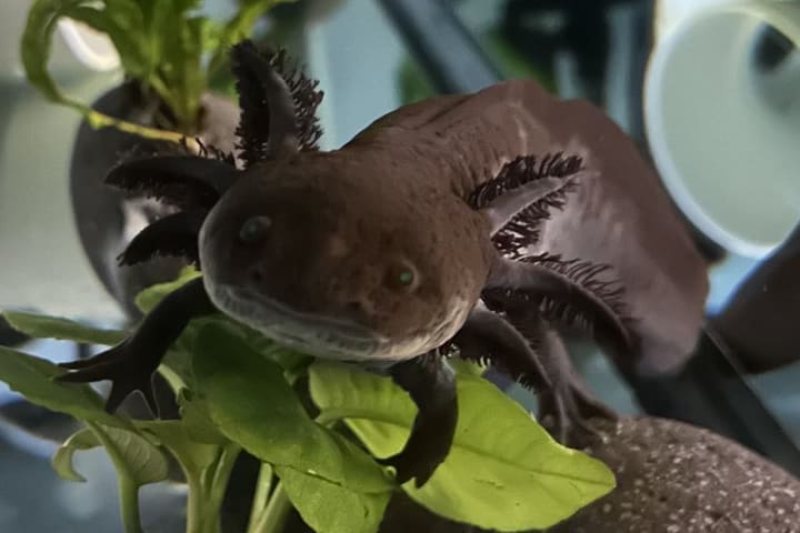 Tenen, Evan's axolotl, facing the camera from an aquarium plant with its gills spread