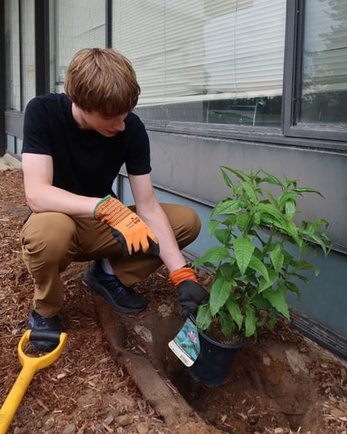 Evan Morris in gardening gloves planting a potted plant in a mulch bed beside a building